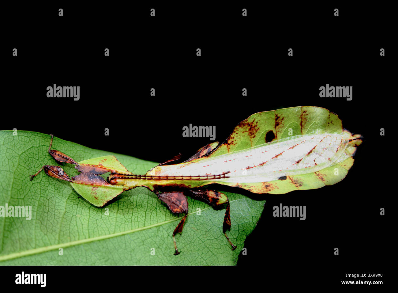 Leaf Insect- a rare natural wonder Stock Photo
