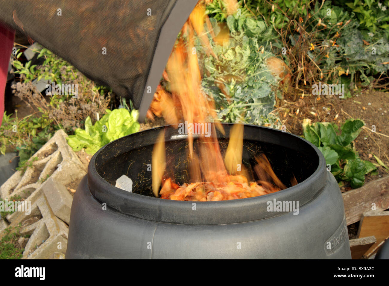 Leaves from a garden vacuum leaf collection bag being placed into a compost bin Stock Photo
