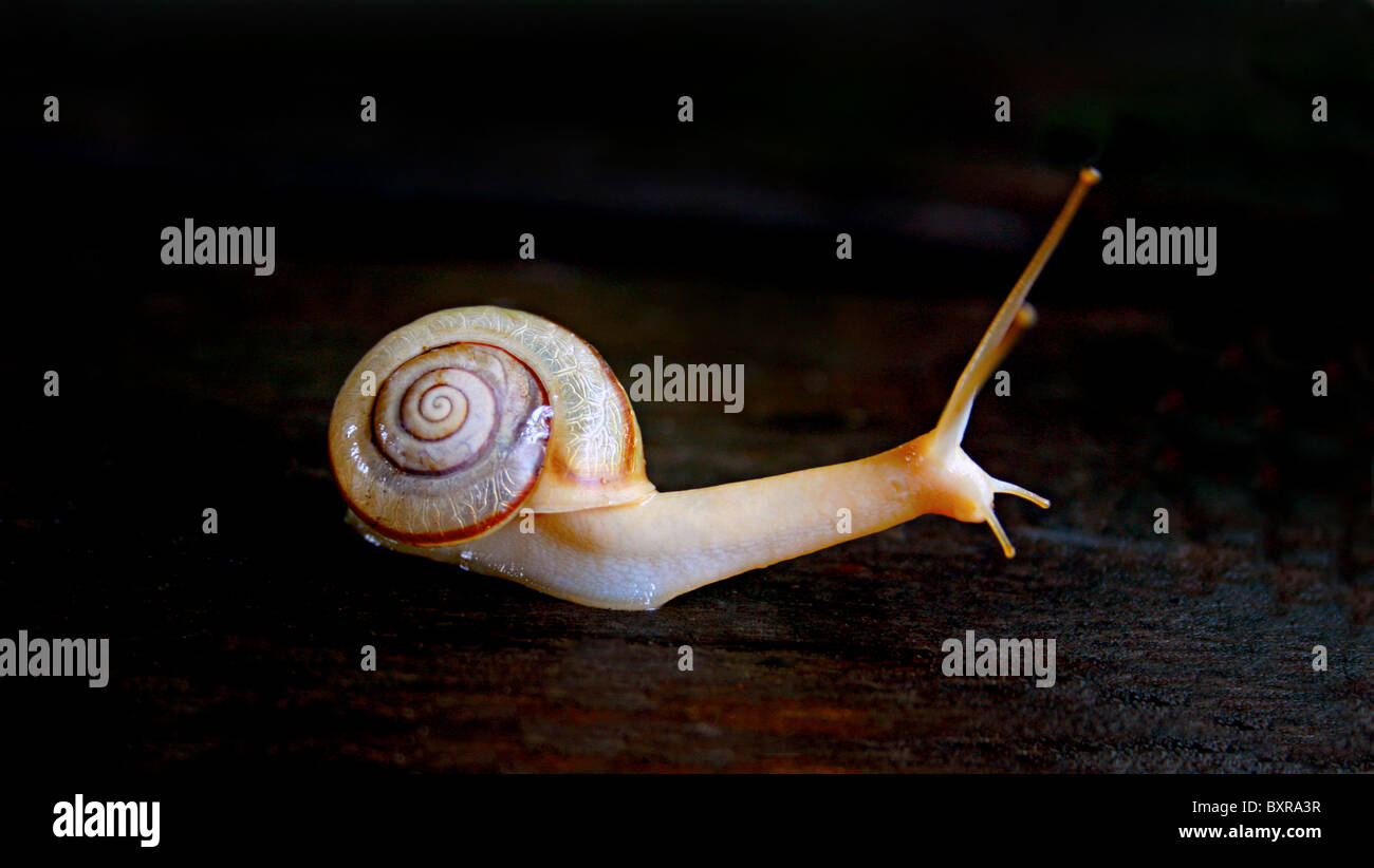 Forest snail Stock Photo