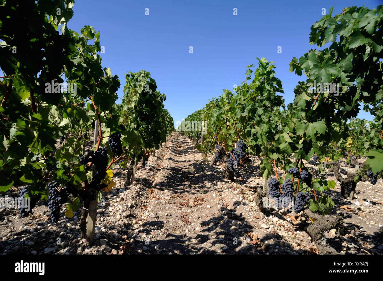 france, bordeaux, medoc vineyards Stock Photo - Alamy