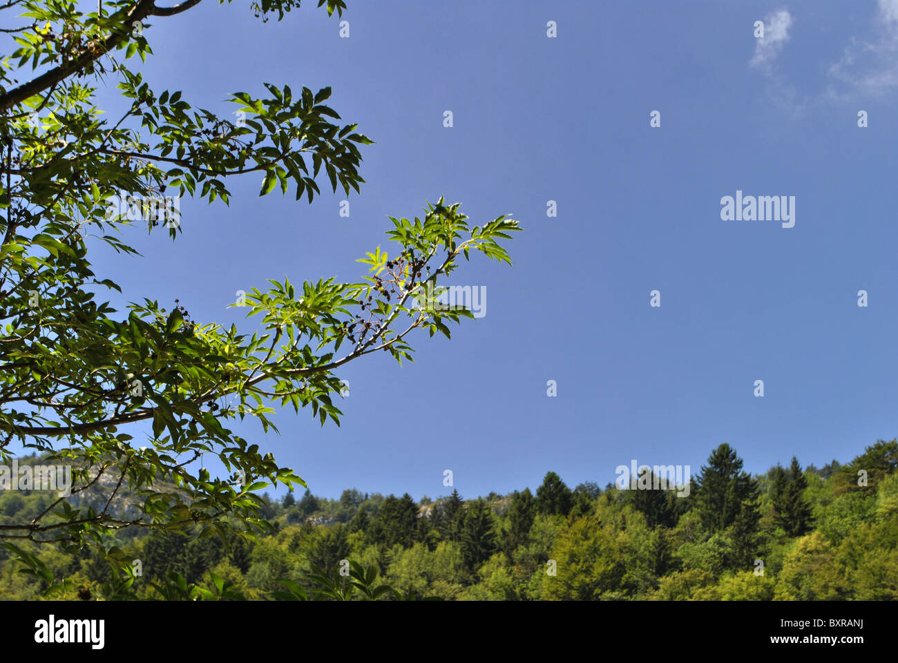forest of larch and pine with walnut top branch and the blue sky background Stock Photo
