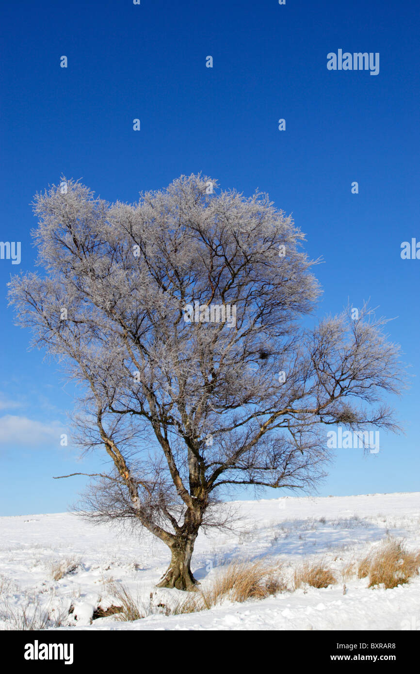 Birch tree covered in hoar frost on snow covered ground against a clear blue sky Stock Photo