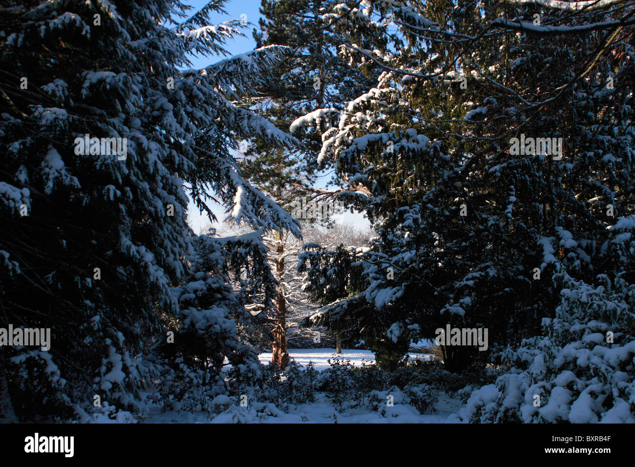 Snow at Woodthorpe Park. Common Silver-fir Abies alba Stock Photo