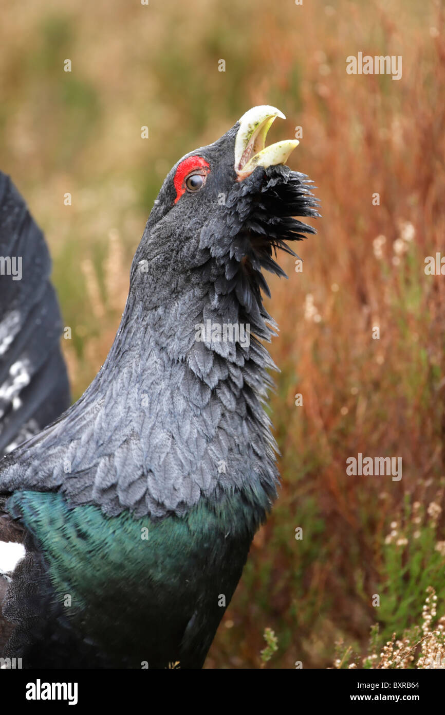 Male Western capercaillie (Tetrao urogallus) displaying among heather Stock Photo