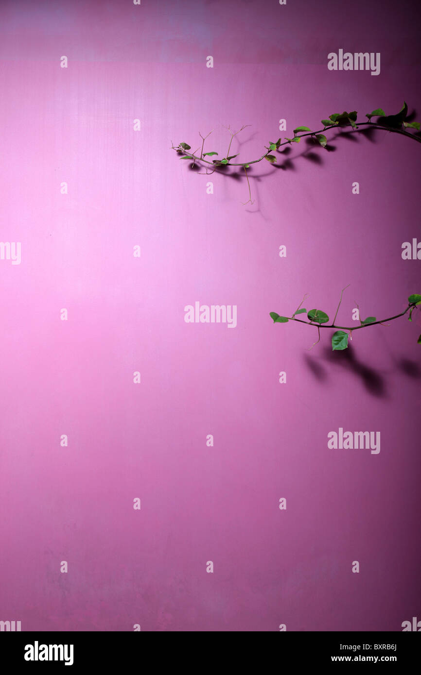 Ivy creeps up a purple wall. Stock Photo