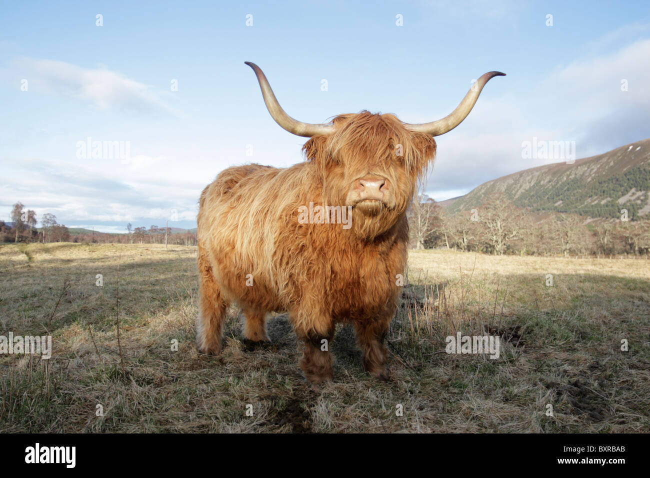 Highland cattle standing among rough grasses Stock Photo
