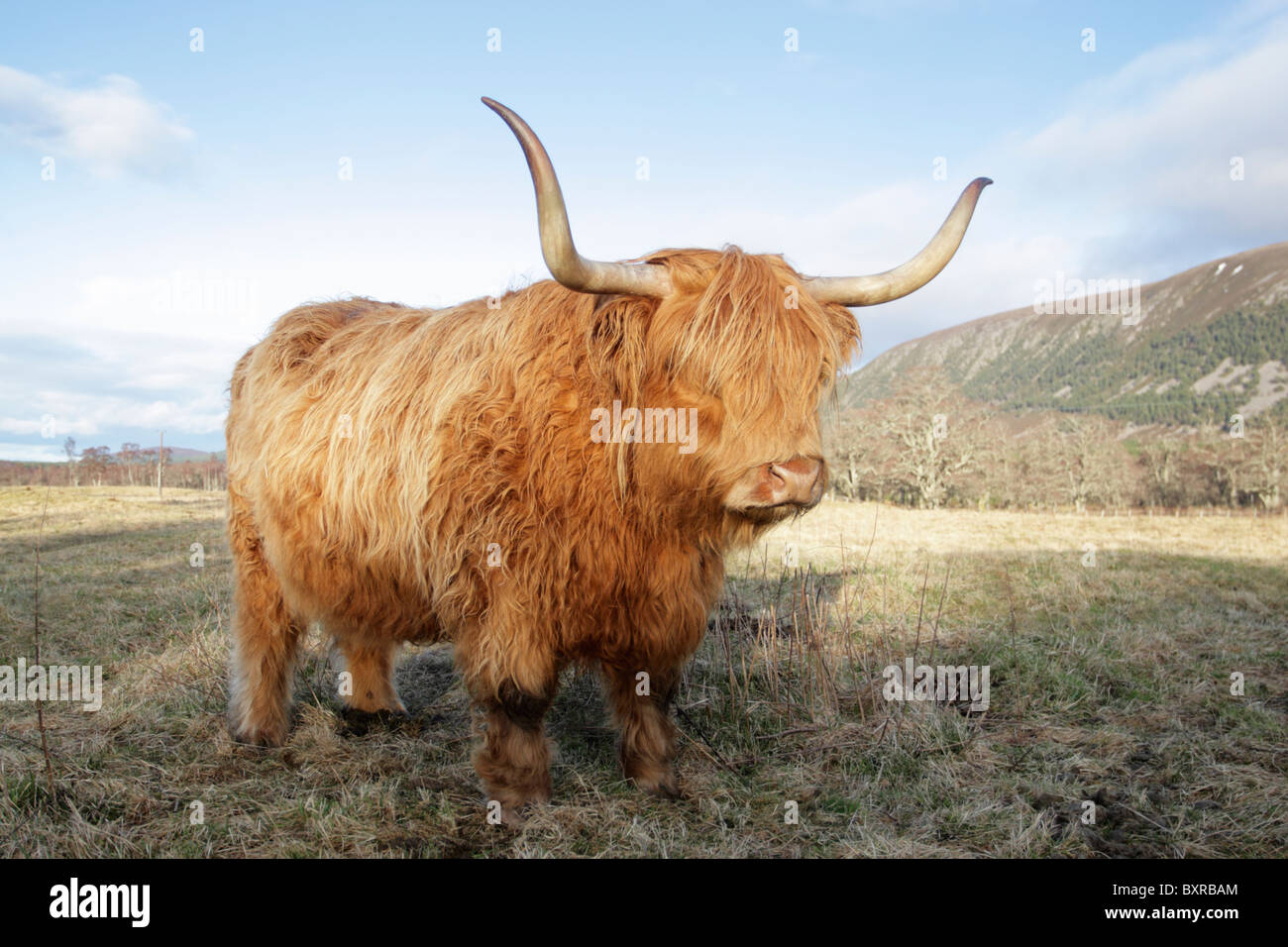 Highland cattle standing among rough grasses which is their preferred grazing habitat with Scottish mountains in the distance Stock Photo