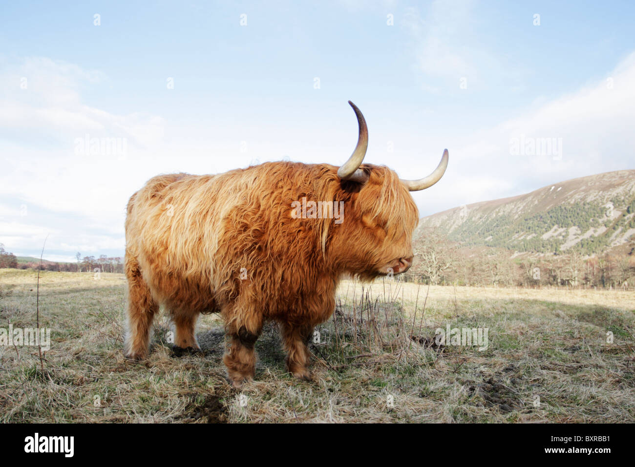 Highland cattle standing among rough grasses which is their preferred grazing habitat with Scottish mountains in the distance Stock Photo