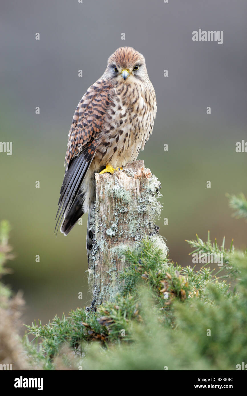 Female common kestrel (Falco tinnunculus) perched on old lichen covered tree stump while looking straight ahead Stock Photo