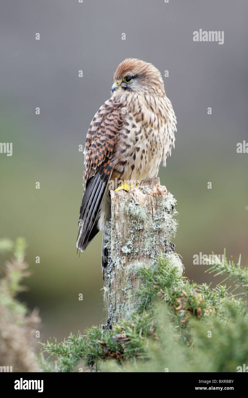 Female common kestrel (Falco tinnunculus) perched on old lichen covered tree stump Stock Photo