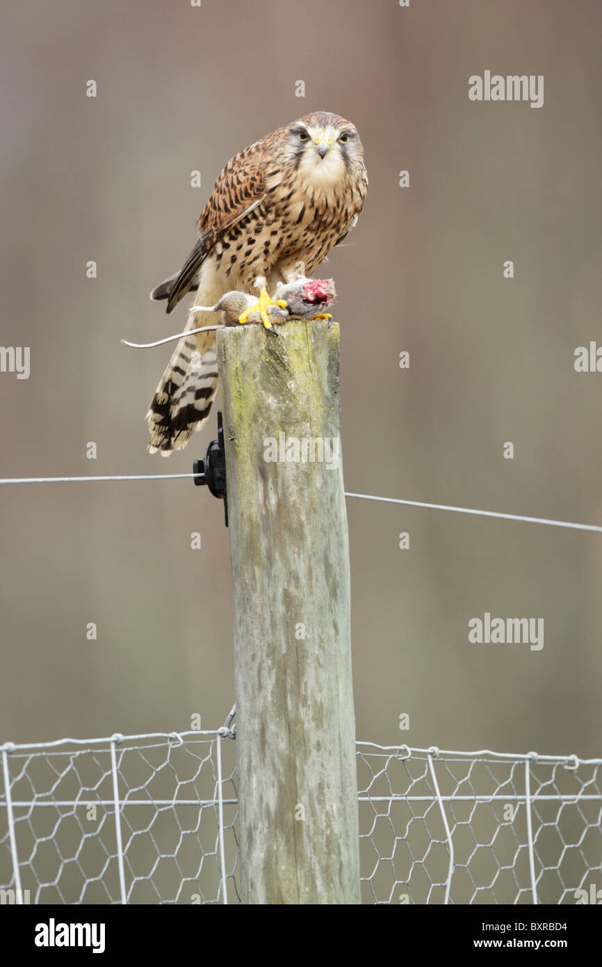 Female common kestrel (Falco tinnunculus) perched on a fence post with a mouse Stock Photo