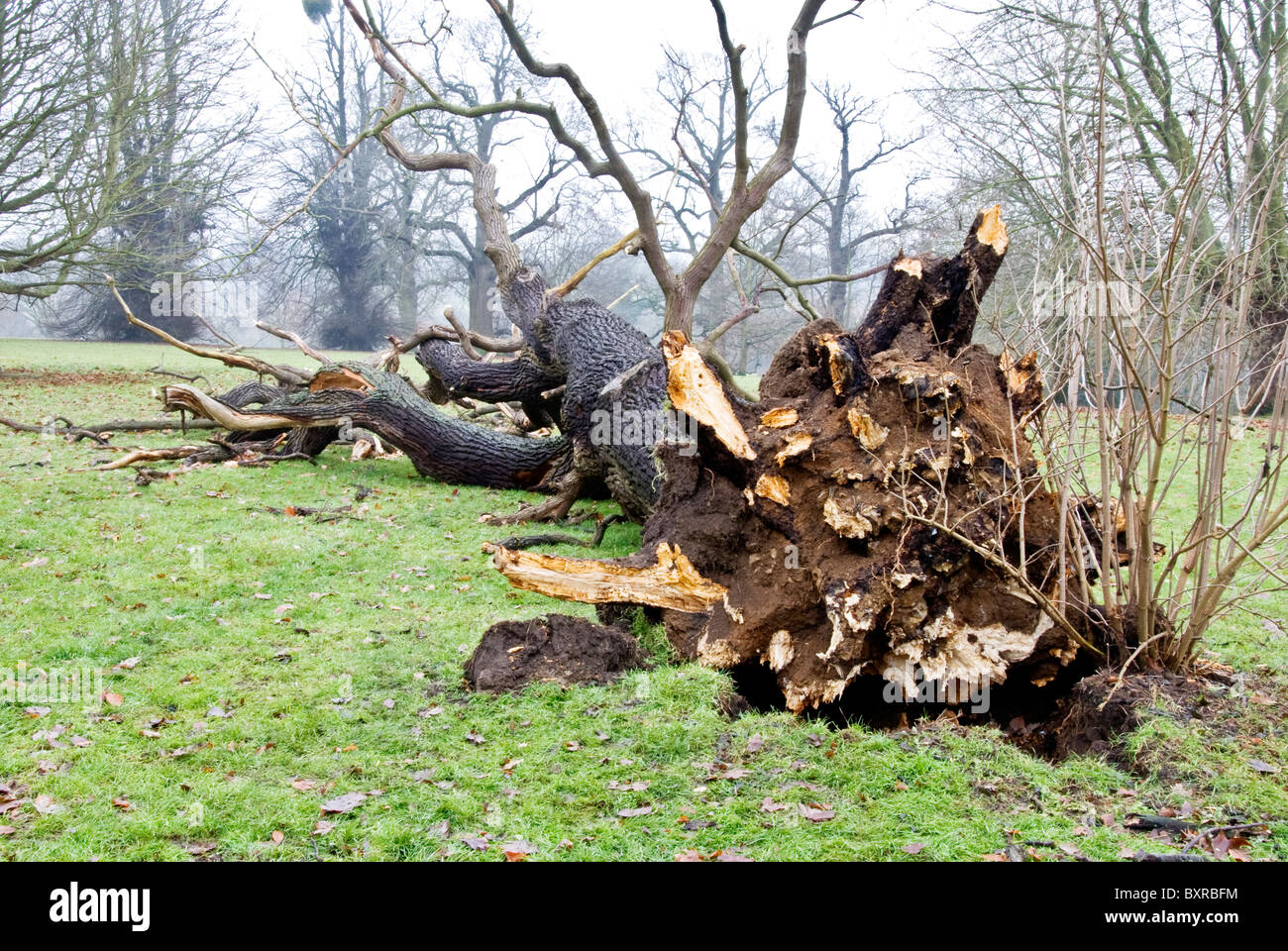 Tree blown down in a storm Stock Photo Alamy