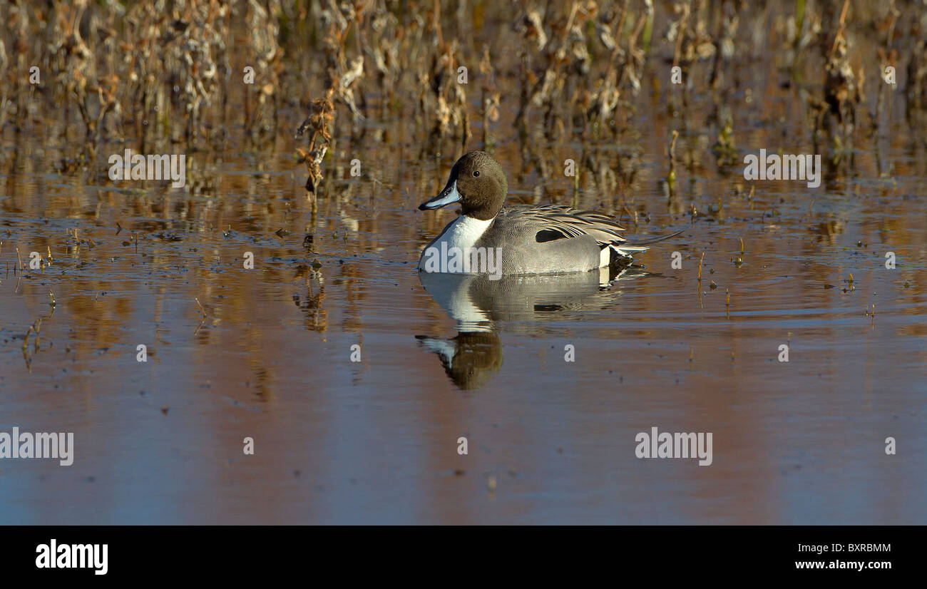 Bosque del apache hi-res stock photography and images - Alamy