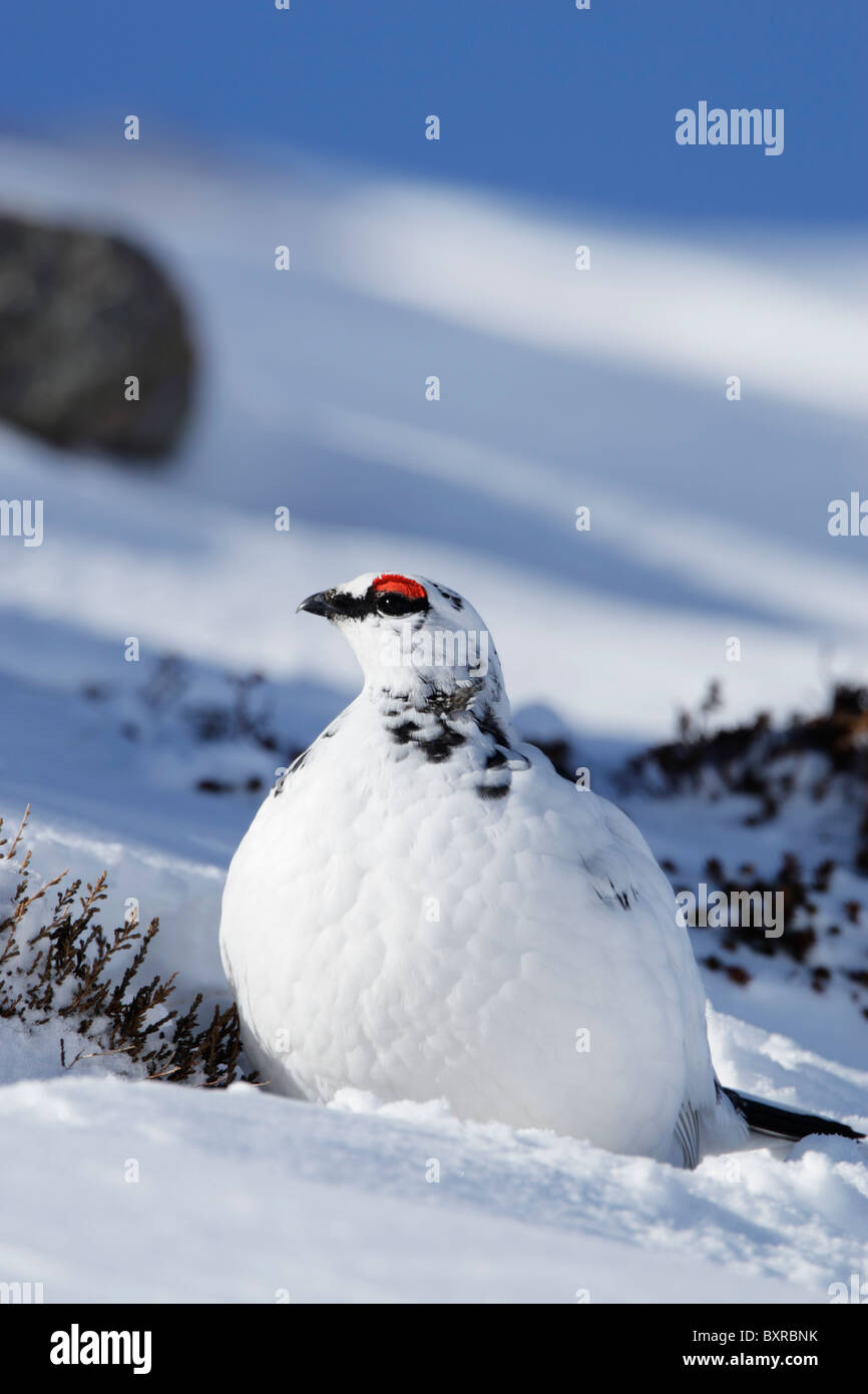 Male rock ptarmigan (Lapogus muta) showing winter plumage on a snow covered hillside Stock Photo