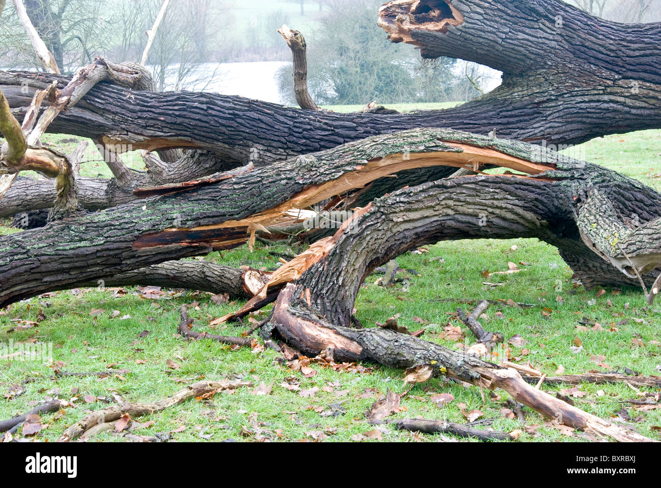 fallen branch of tree Stock Photo Alamy