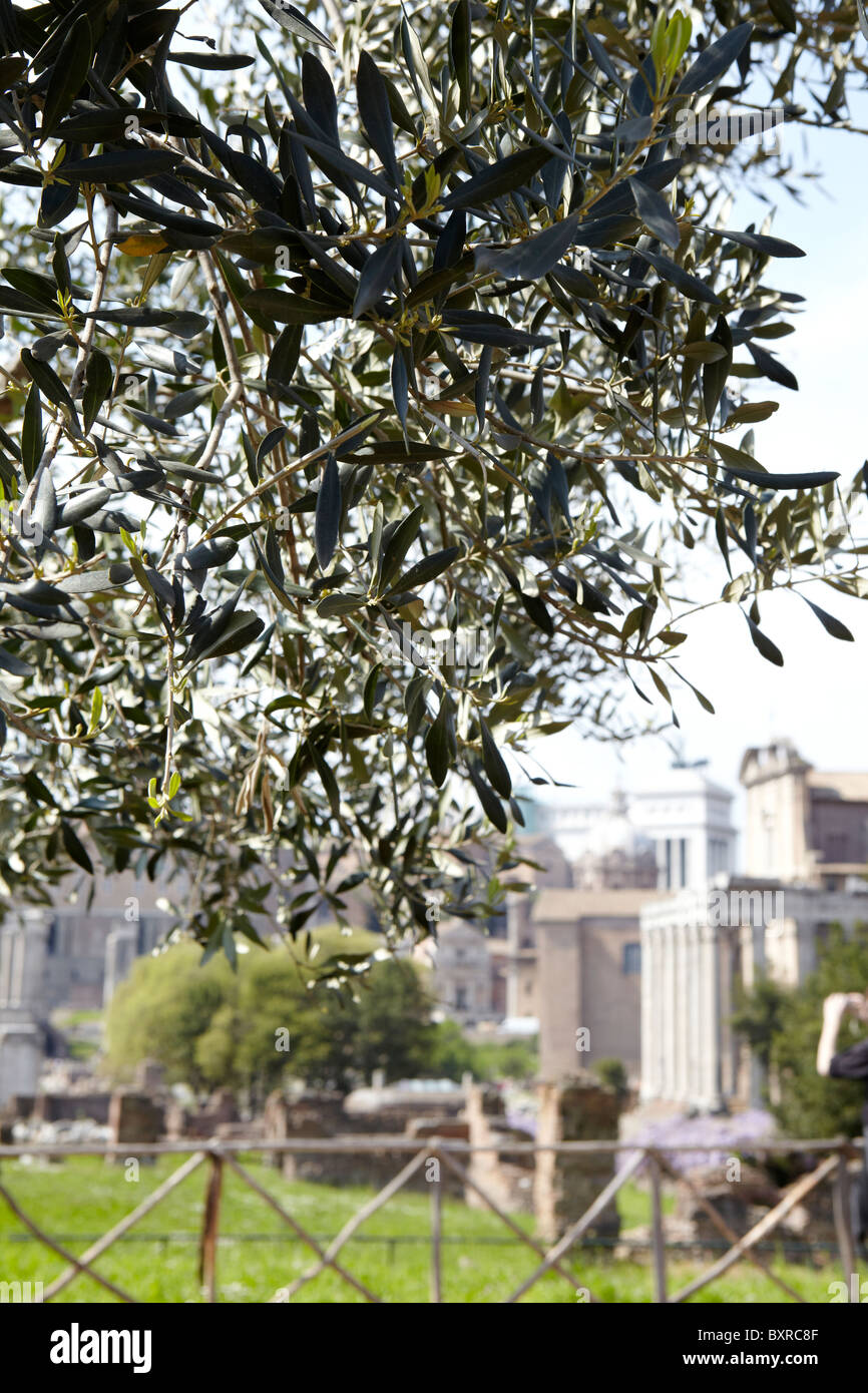 Olive tree italy hires stock photography and images Alamy