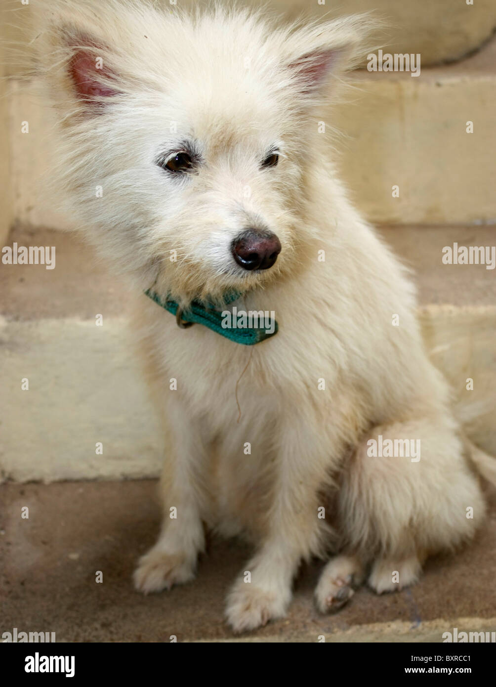 A white Pomeranian dog sitting with a belt on its neck Stock Photo