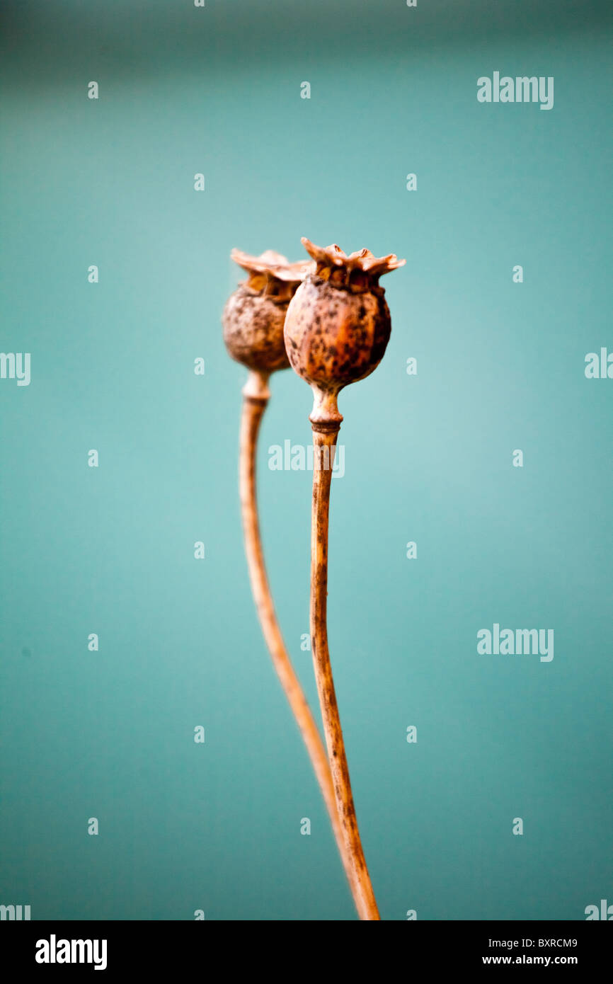 Dead tulip bulbs hires stock photography and images Alamy