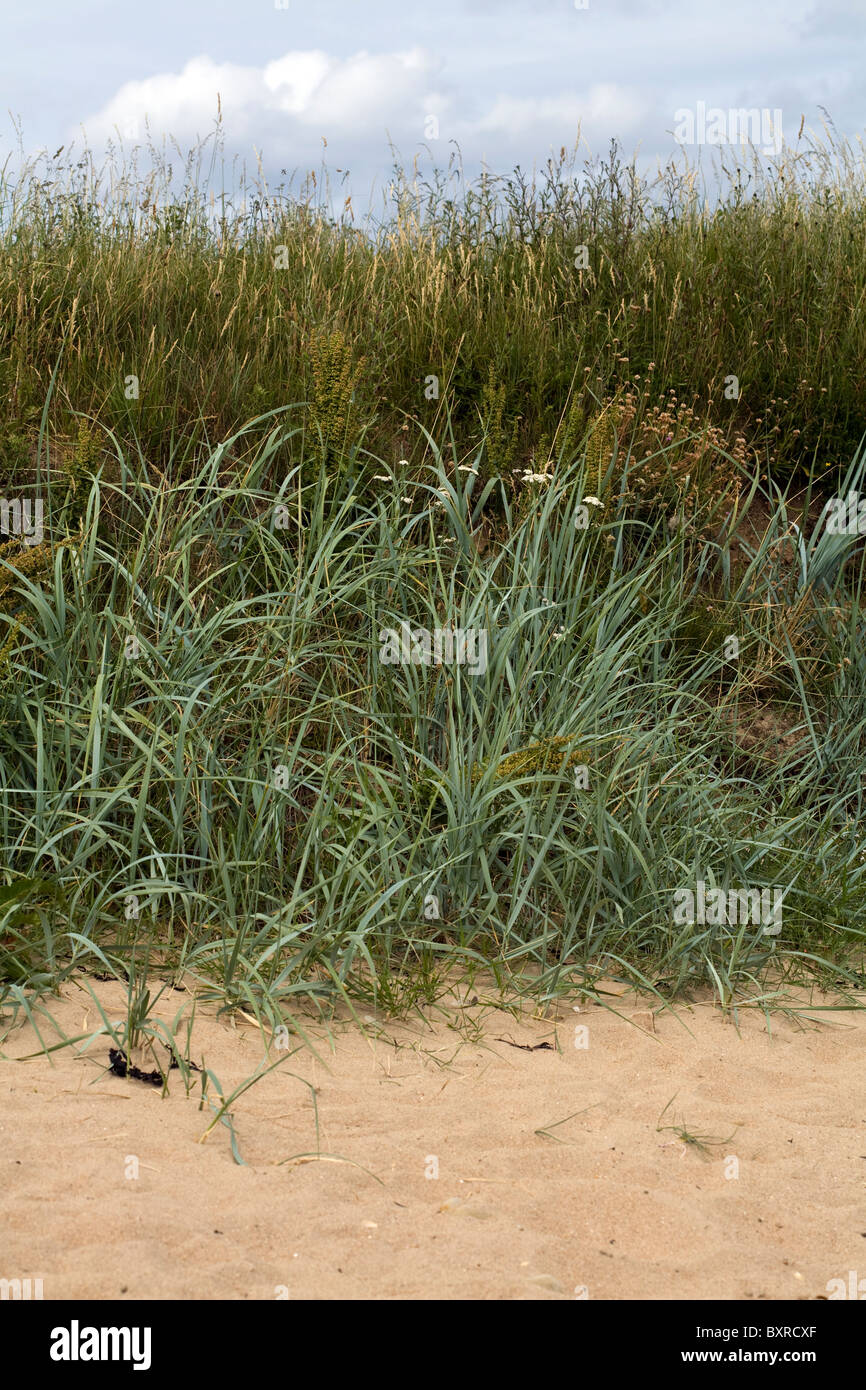 Sea Arrowgrass  Near Craster Northumberland England Stock Photo