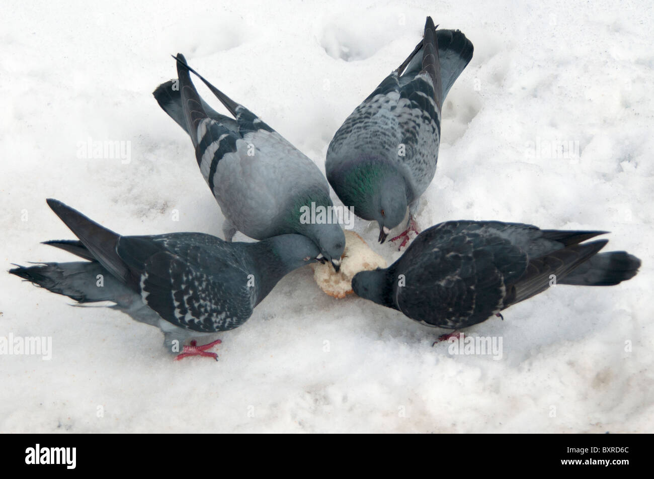 Pigeons feeding on a piece of bread on a snow bank in the middle of a Canadian winter. Stock Photo