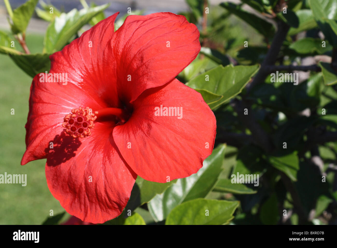 red flower on a bush Stock Photo