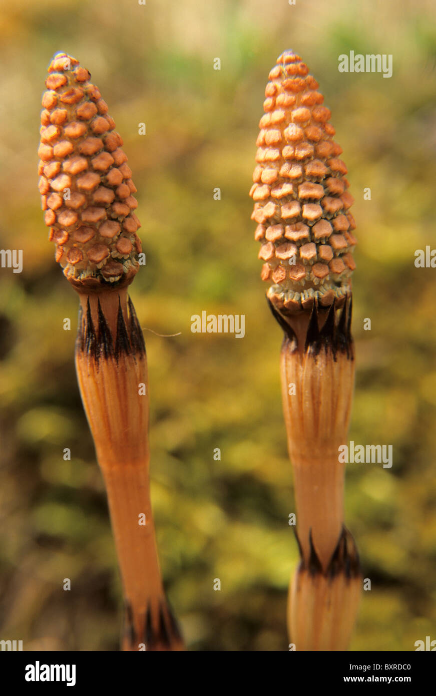 Field Horsetail or Common Horsetail, - Equisetum arvense - Stock Photo