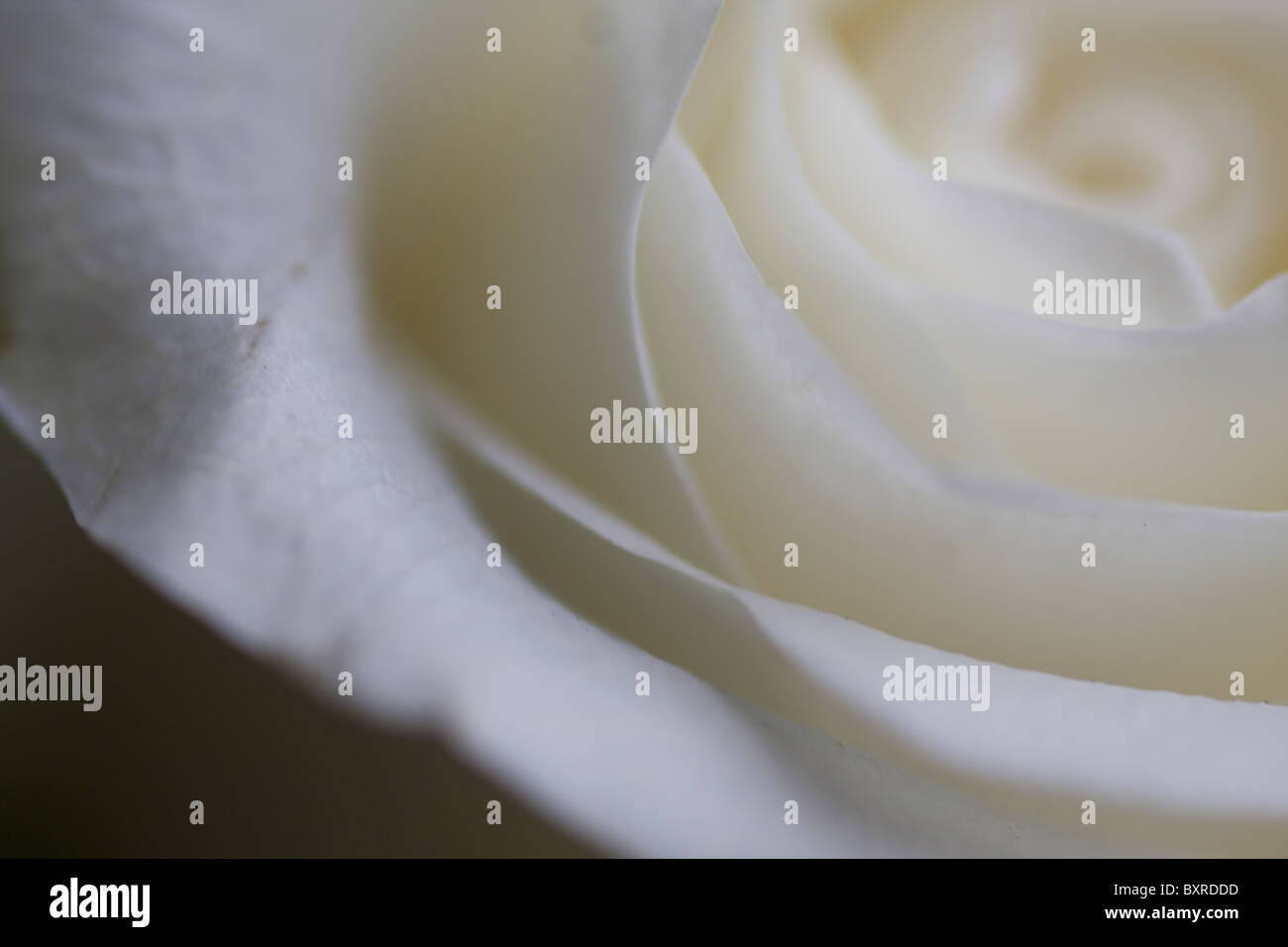 White rose detail Stock Photo - Alamy