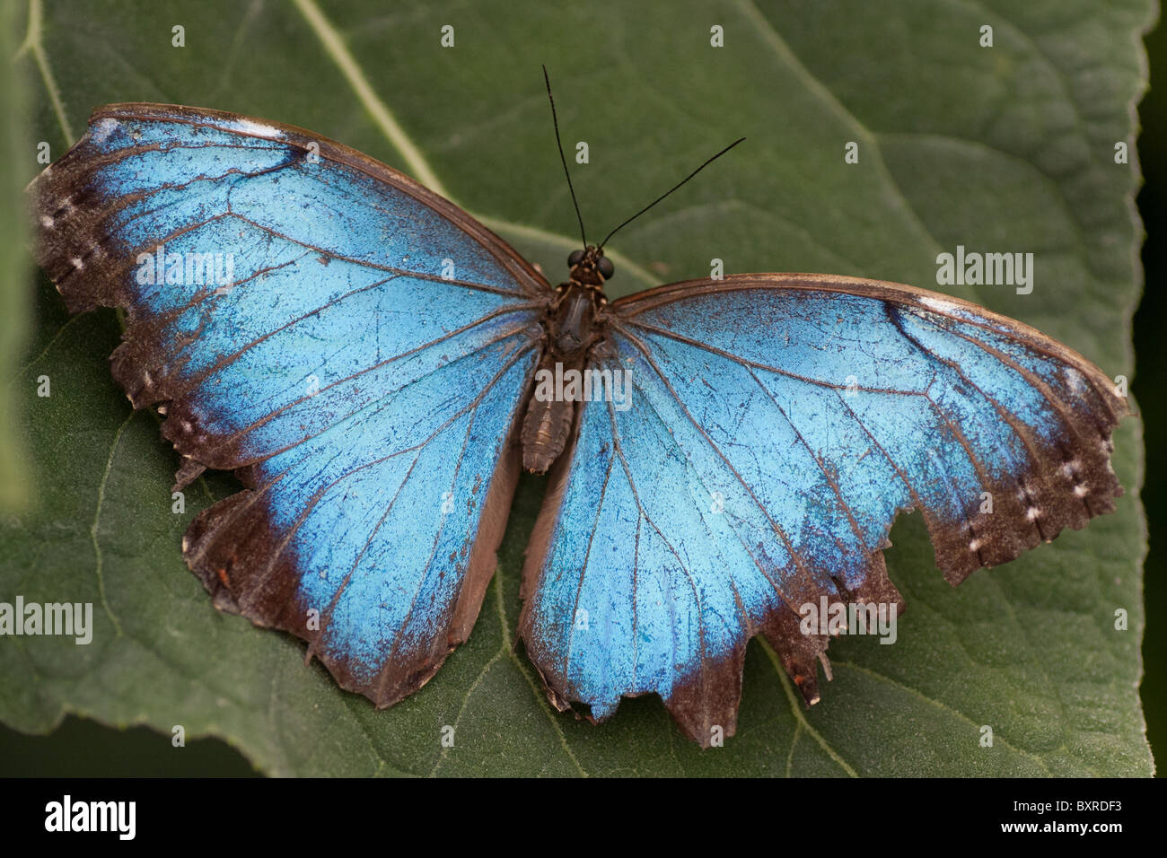 Large blue (Morpho) butterfly resting on a leaf Stock Photo