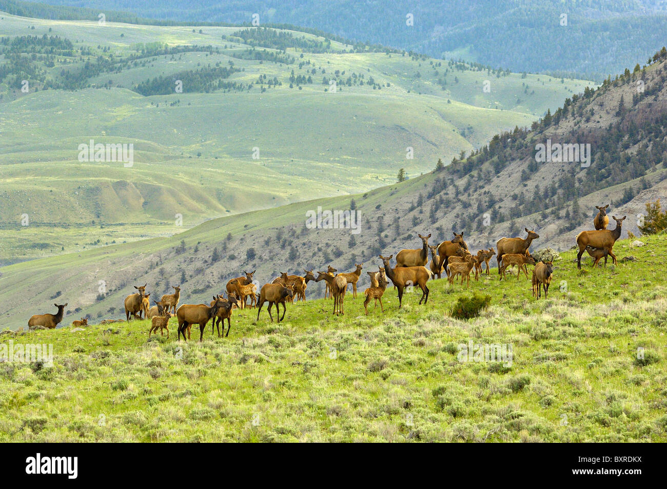 Large elk herd with new baby animals in Yellowstone National Park. Stock Photo