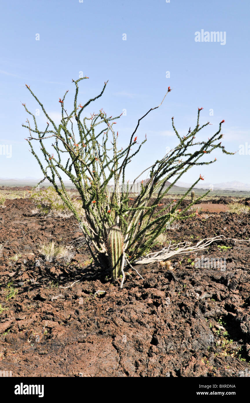 Young Saguaro cactus under Ocotillo 'nurse' plant, El Pinacate Biosphere Reserve, Sonora, Mexico Stock Photo