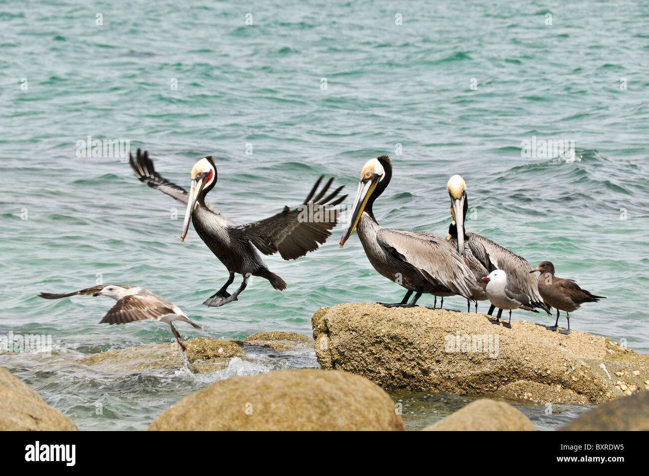 Pelican landing, Puerto Penasco, Sonora, Mexico Stock Photo