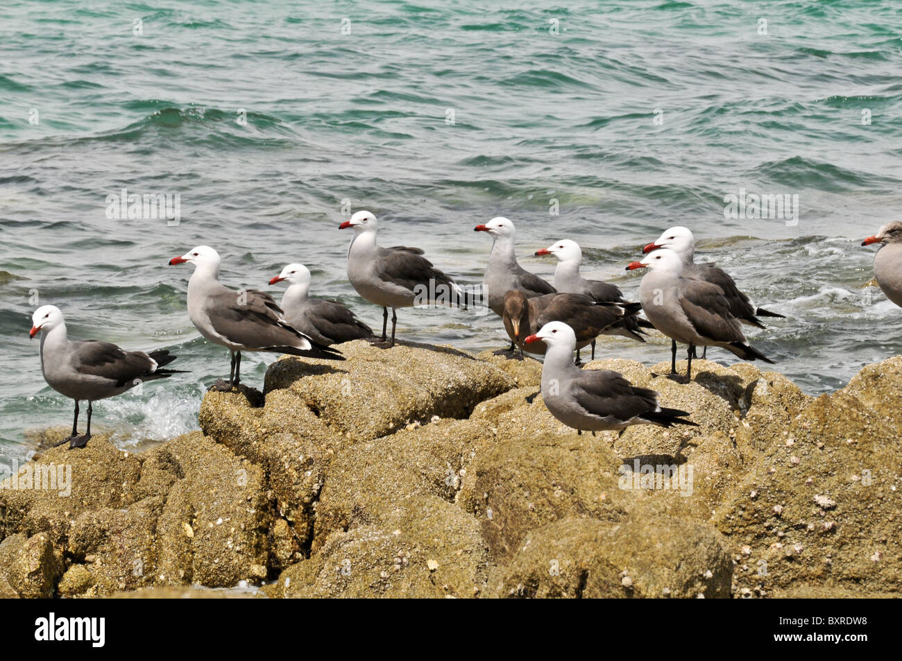 Sea Gulls on rocks, Puerto Penasco, Sonora, Mexico Stock Photo
