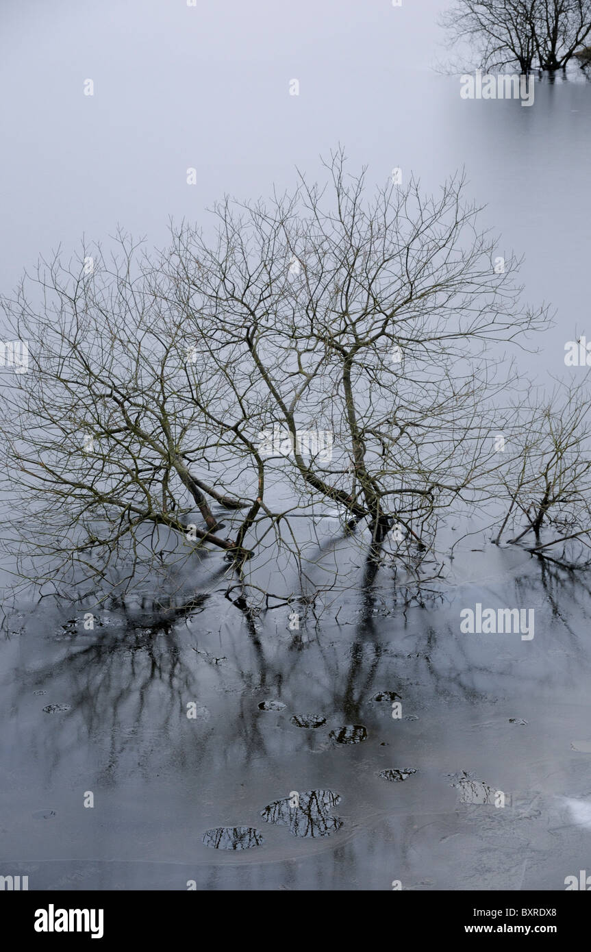 Submerged tree sunrise hi-res stock photography and images - Alamy