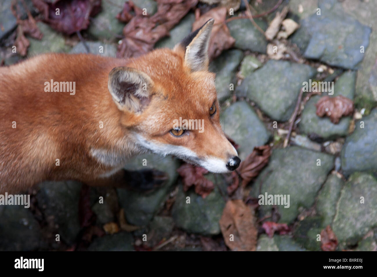Red fox walking on stone cobbles Stock Photo