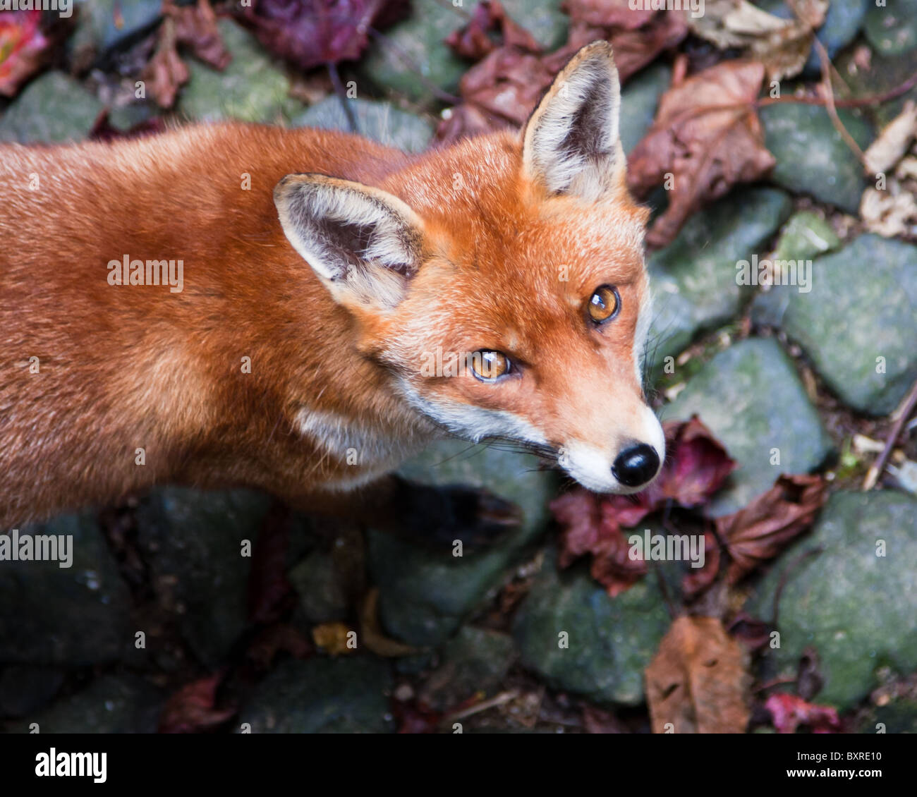 Red fox (UK) looking up at the camera walking on stone cobbles Stock Photo