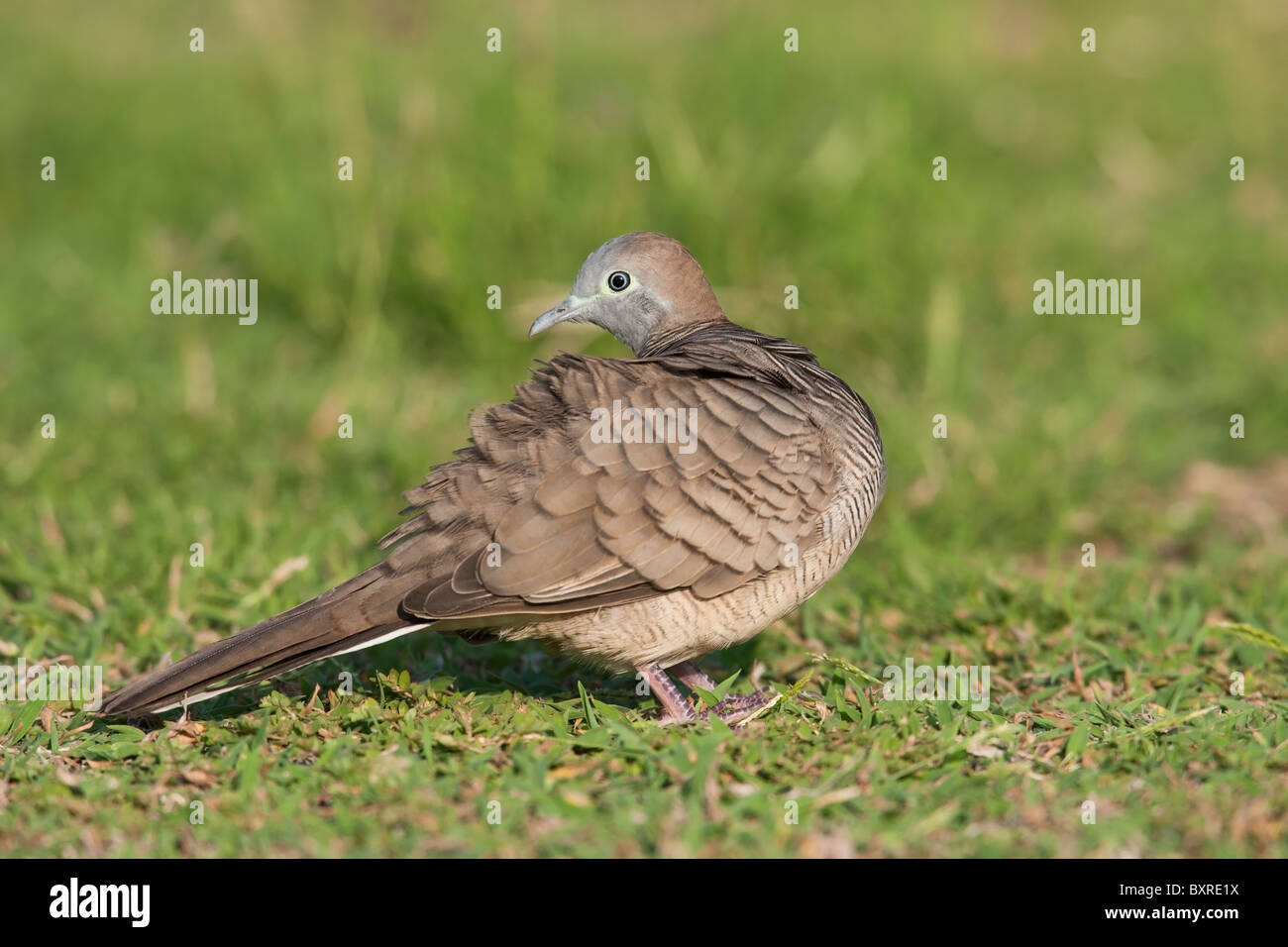 Zebra Dove (Geopelia striata Stock Photo Alamy