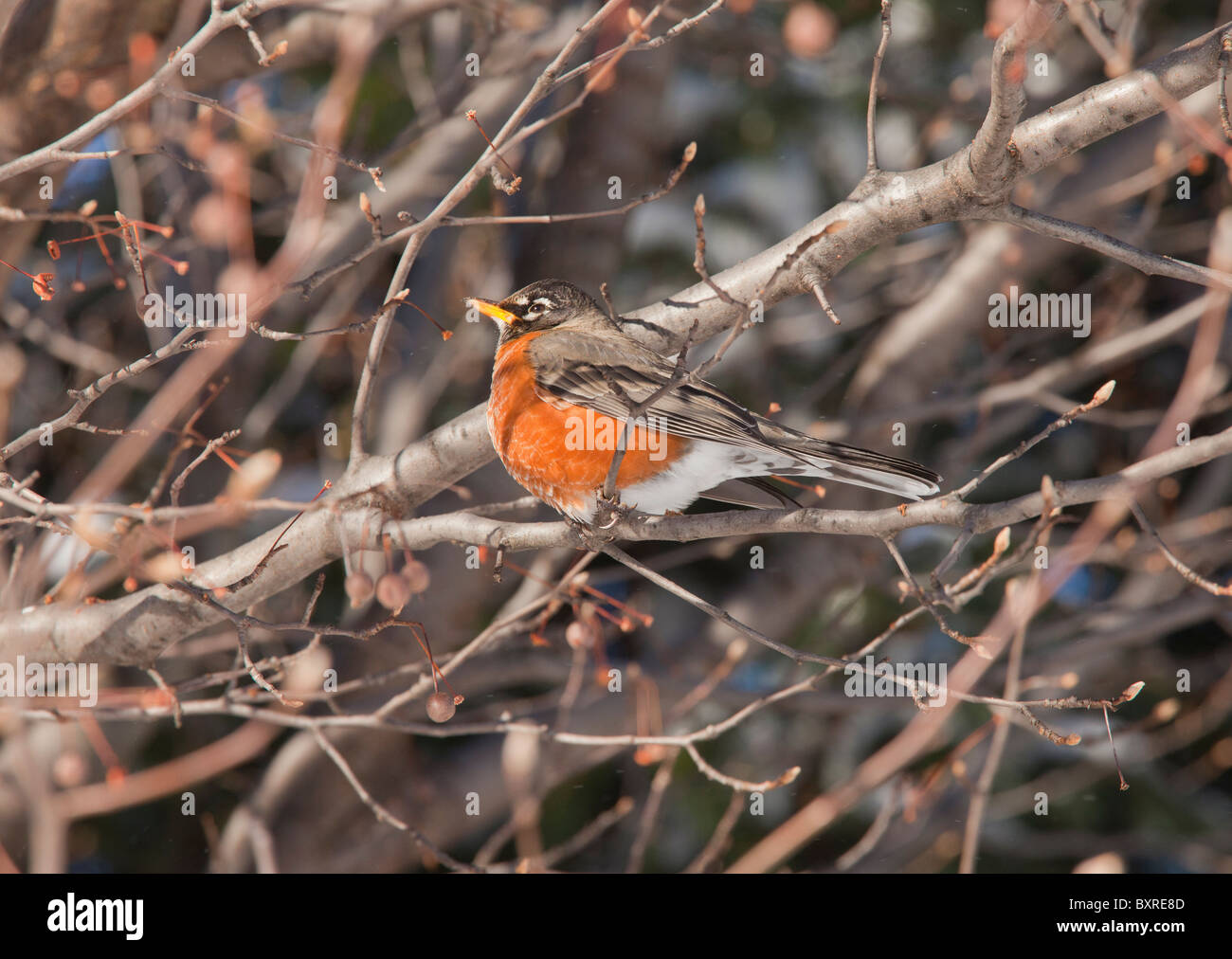 Male American Robin Turdus migratorius in snowy weather, perched in bush. Albany, NY. Stock Photo