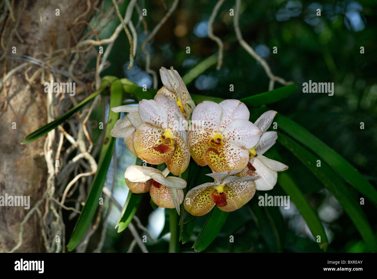 Thai orchids, Chiang Mai,Thailand Stock Photo