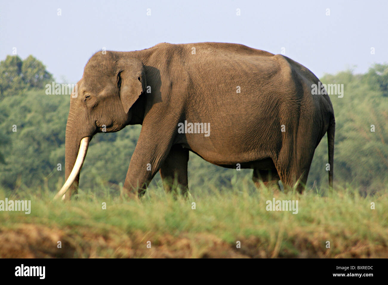 Male Indian elephant at Nagarhole, Karnataka. Stock Photo