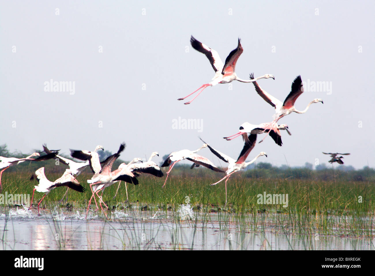 Flamingos in flight Stock Photo