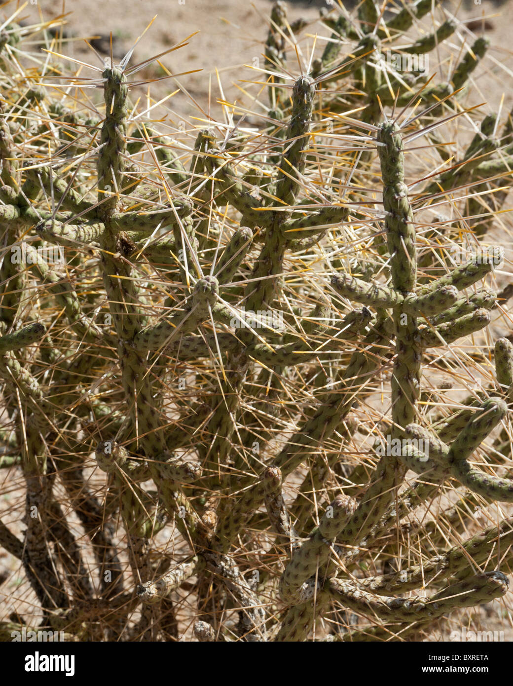 Diamond Cholla, Mojave Desert Stock Photo