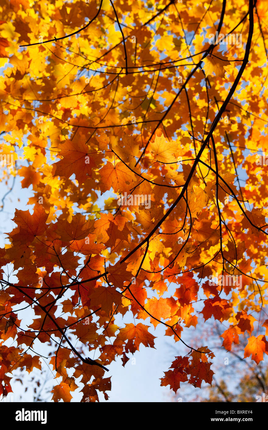 Autumn Leaves on branch Stock Photo