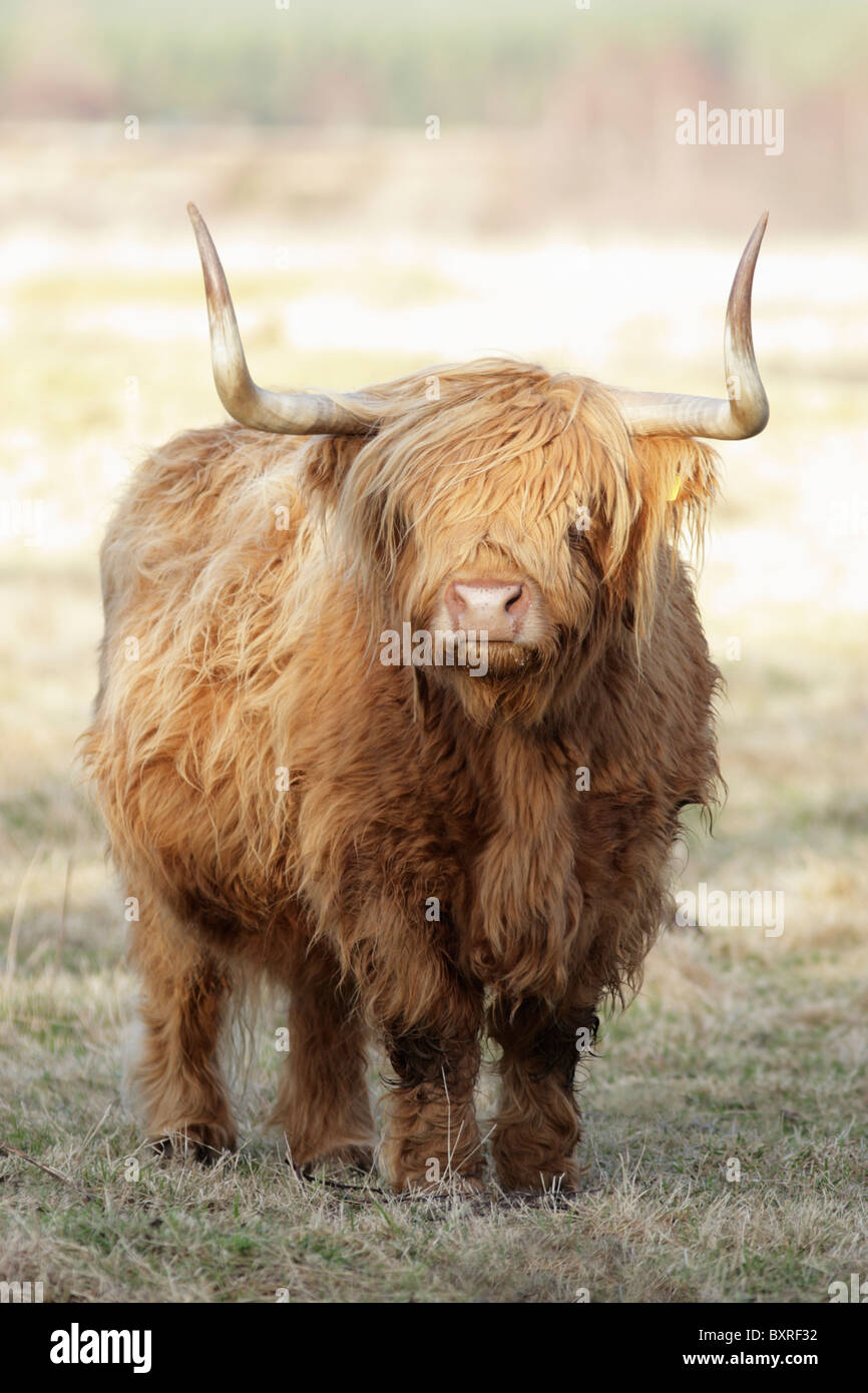 Highland cattle standing among rough grasses which is their preferred grazing habitat Stock Photo