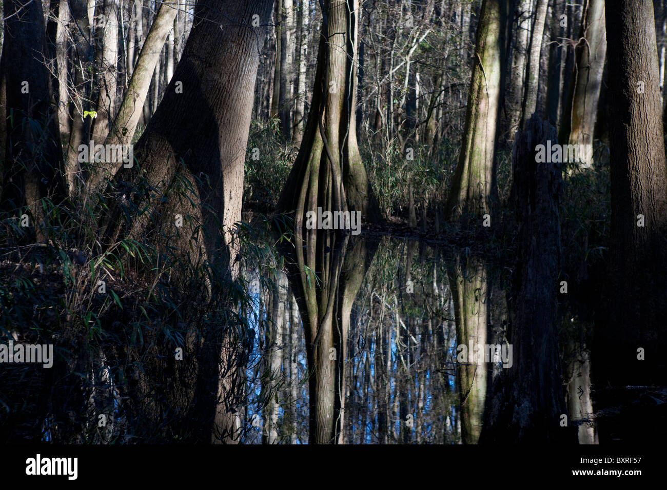 Reflection of forest onto flooded swamp forest floor, Congaree National Park, South Carolina, United States of America Stock Photo