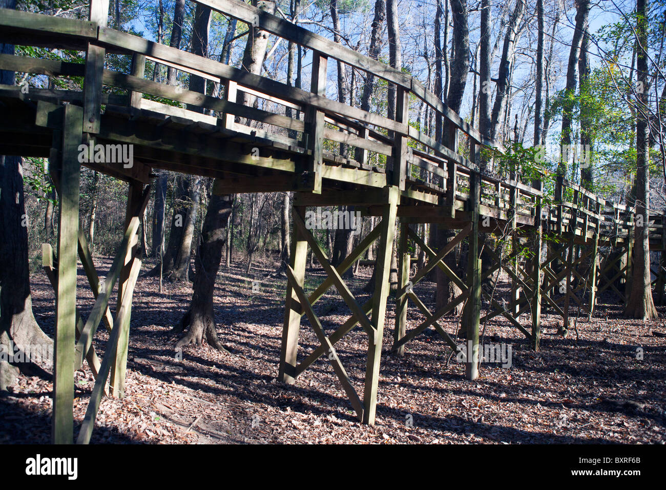 Elevated boardwalk trail above the forest floor, Congaree National Park, South Carolina, United States of America Stock Photo