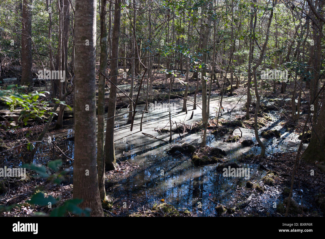 Sunlight illuminating flooded swamp forest floor, Congaree National Park, South Carolina, United States of America Stock Photo