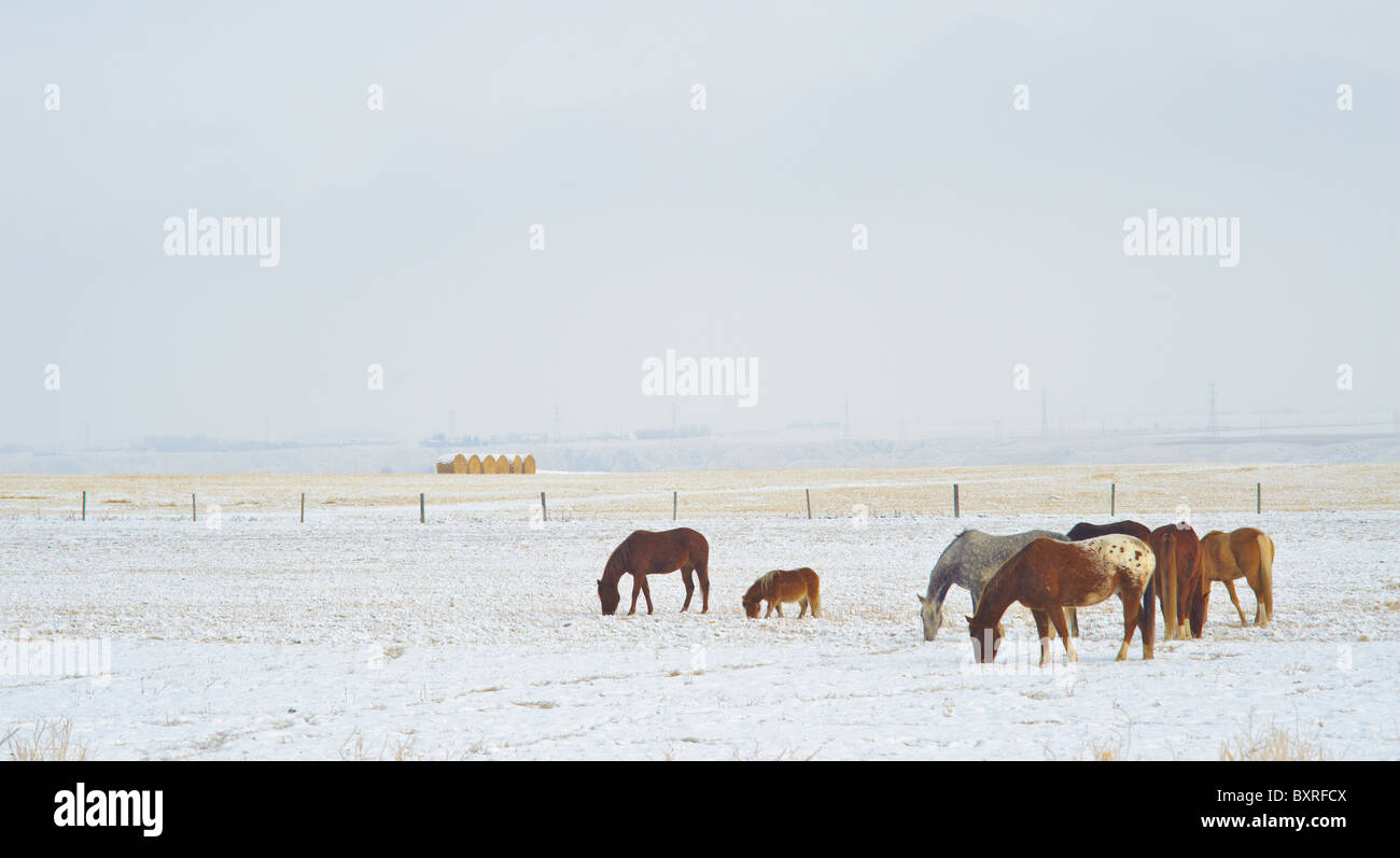 Horses grazing on winter pasture in Southern Alberta Canada Stock Photo