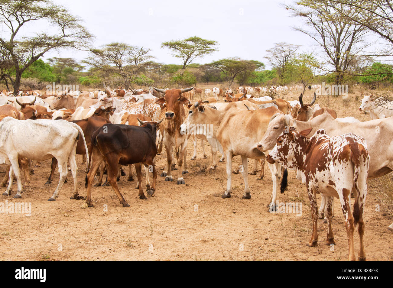 Ethiopian cows hires stock photography and images Alamy