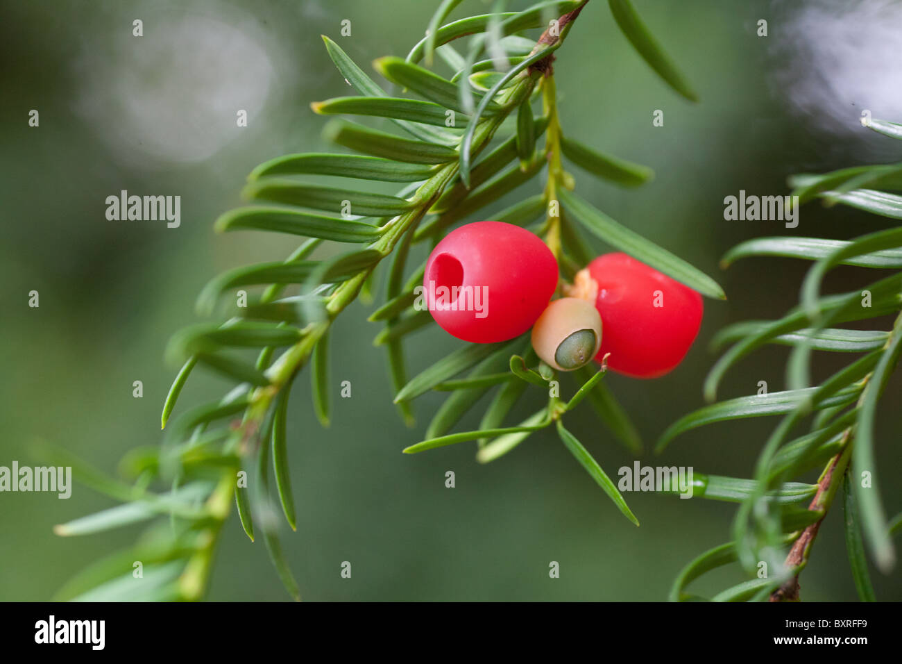 Bright red berries on a pine tree Stock Photo Alamy