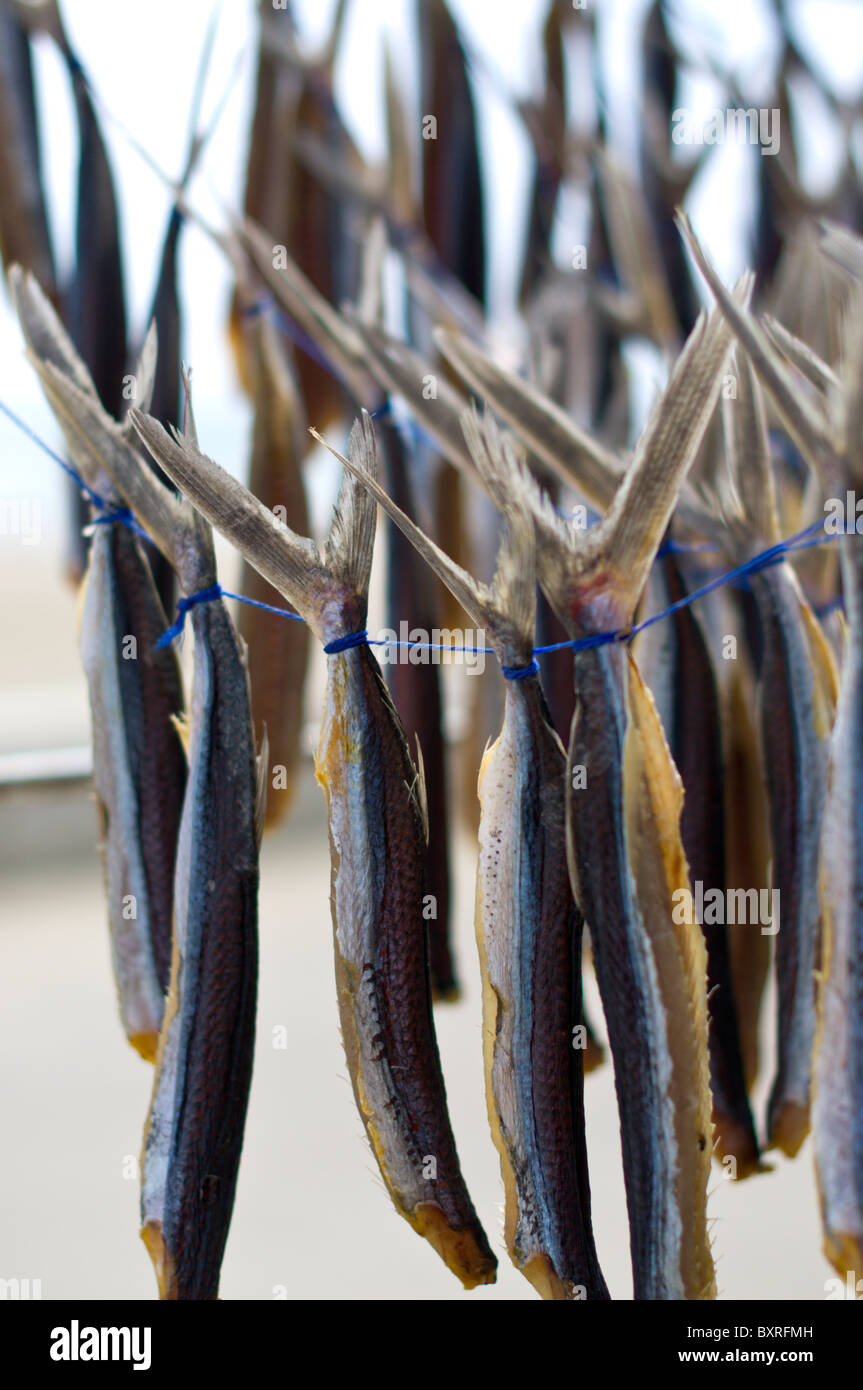 Flying fish being dried Stock Photo Alamy